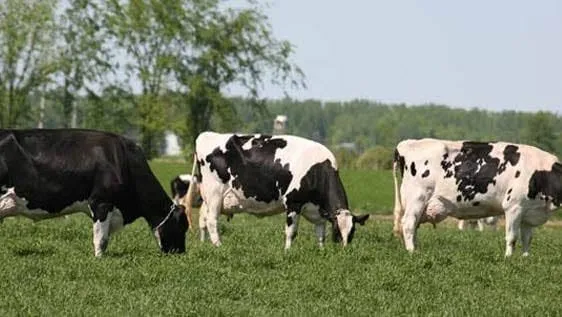 Gallery photo of N.K Dairies