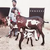 Gallery photo of Khan goats Sahiwal