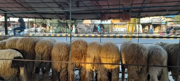 Gallery photo of DUA GOATS SAHIWAL