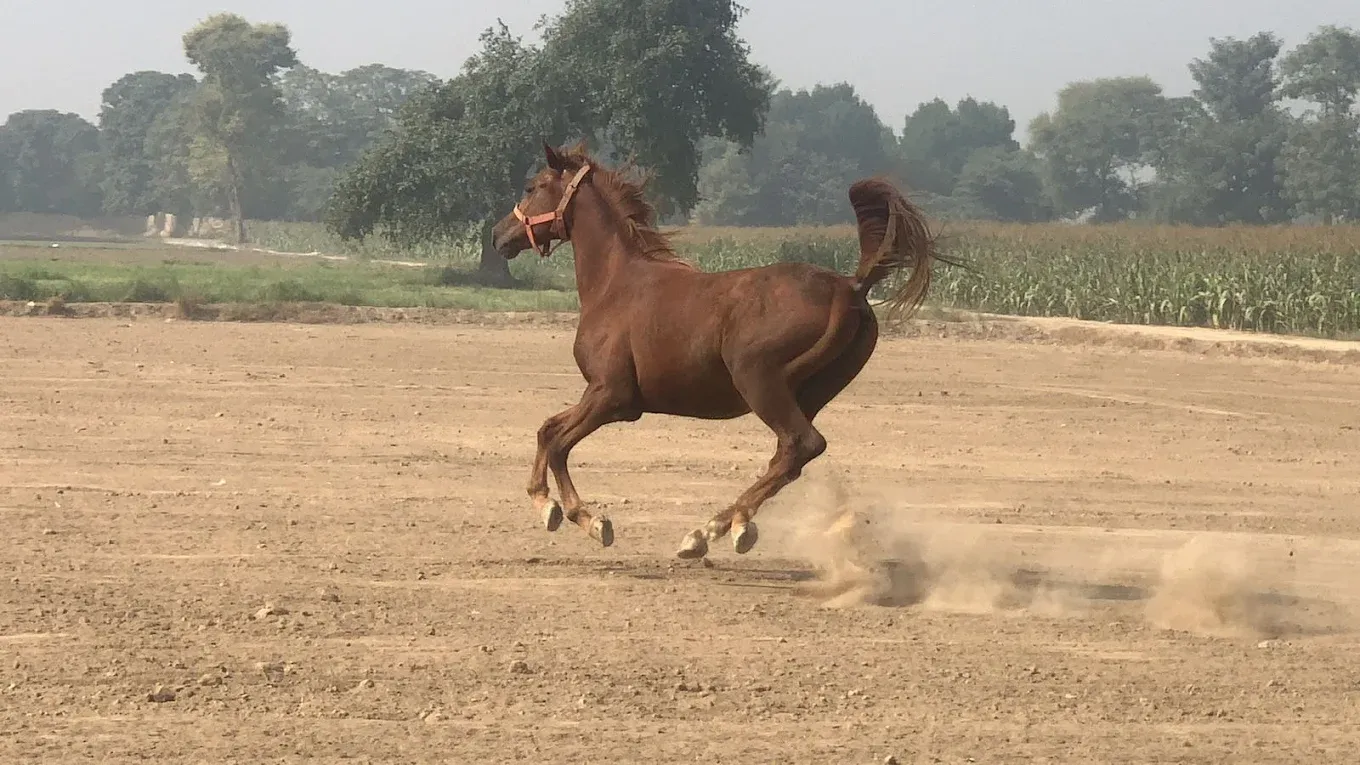 Gallery photo of Sahiwal Farms Ltd