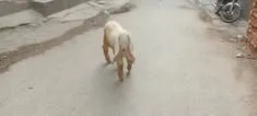 Gallery photo of SAHIWAL BAKRA Mandi