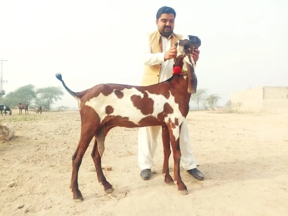 Gallery photo of Khan goats Sahiwal