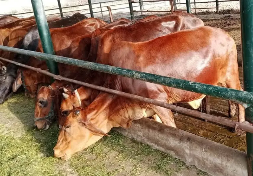 Gallery photo of Sahiwal Farms Ltd