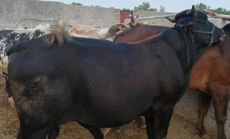 Gallery photo of ARM Cattle Farm