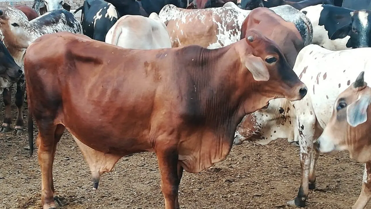 Gallery photo of ARM Cattle Farm