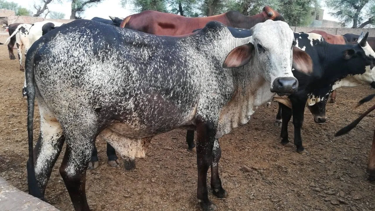 Gallery photo of ARM Cattle Farm