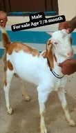 Gallery photo of SAHIWAL BAKRA Mandi