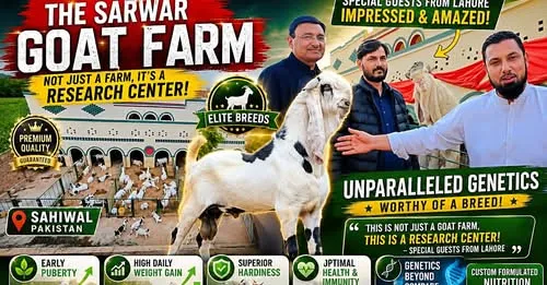 Gallery photo of The Sarwar Goat Farm