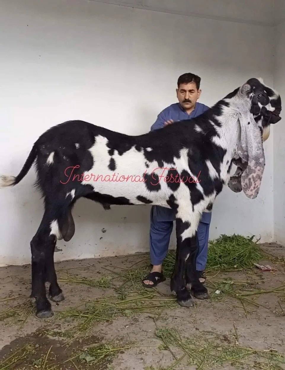 Gallery photo of Khan goats Sahiwal