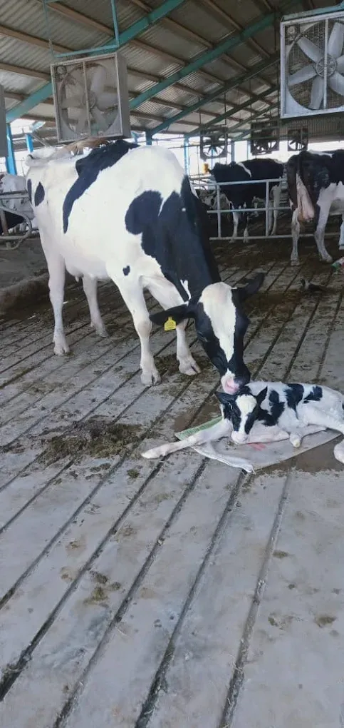 Gallery photo of SAHIWAL DUTCH DAIRY FARM (SDDF)