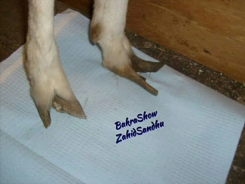 Gallery photo of Pakistan Livestock Services