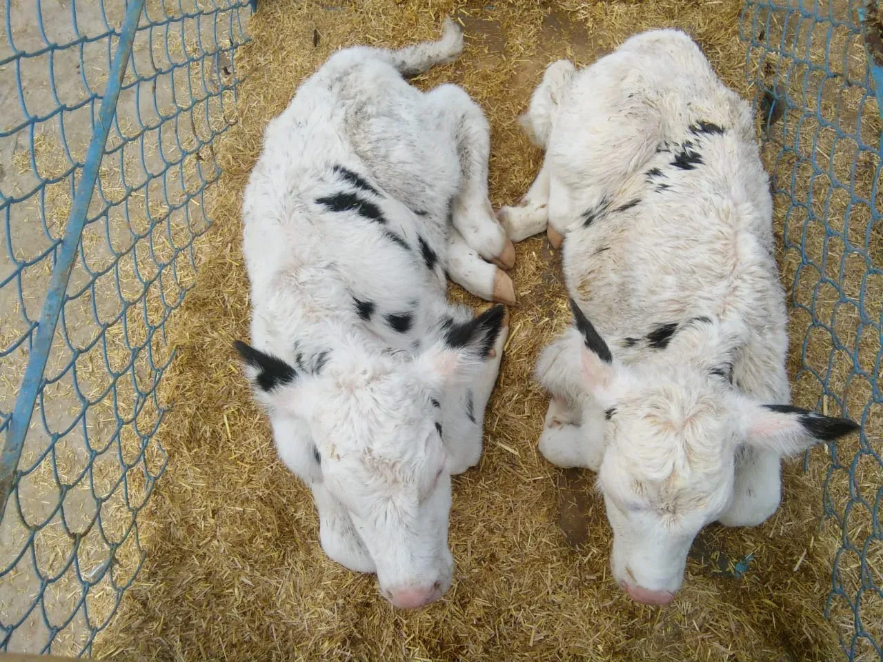 Gallery photo of SAHIWAL DUTCH DAIRY FARM (SDDF)