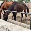 Gallery photo of Sahiwal Farms Ltd