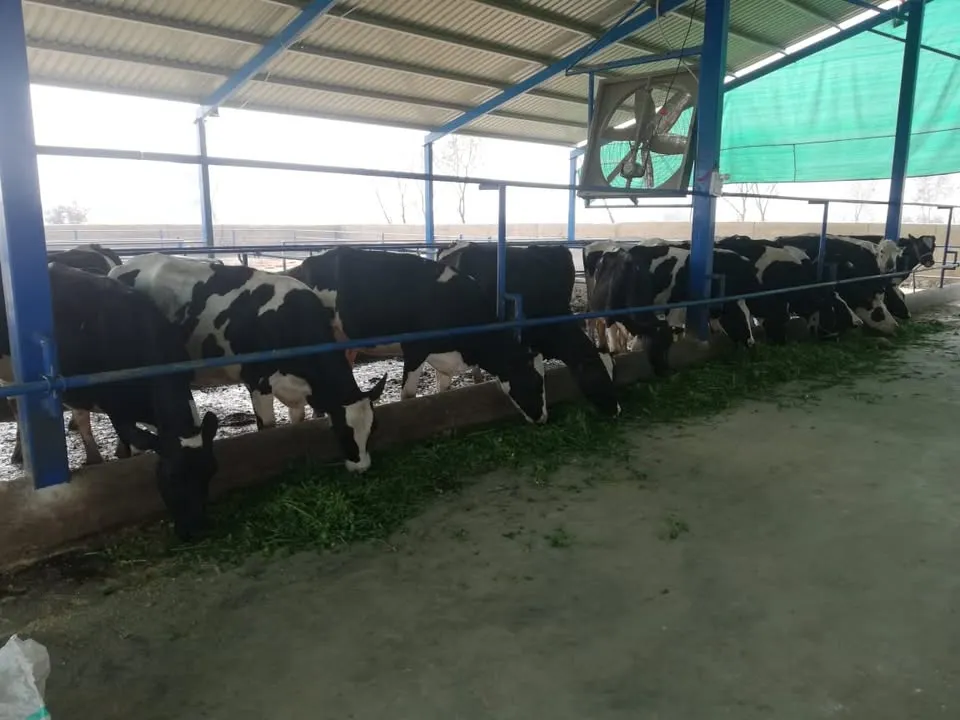 Gallery photo of Punjab Veterinary Clinic and Services