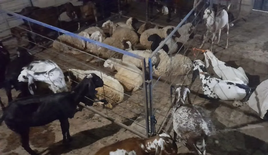 Gallery photo of DUA GOATS SAHIWAL