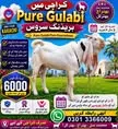 Gallery photo of SAHIWAL BAKRA Mandi