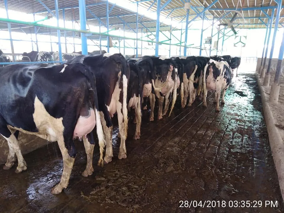 Gallery photo of Rai Dairy & Agriculture Farm Sahiwal
