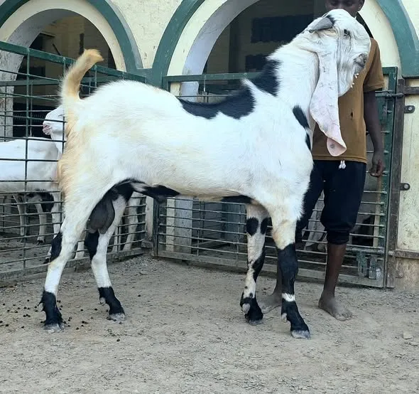 Gallery photo of The Sarwar Goat Farm