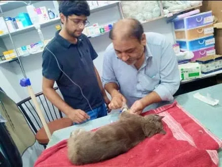 Gallery photo of City Pet Clinic
