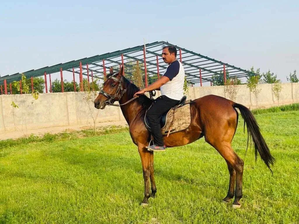 Gallery photo of Sahiwal Farms Ltd