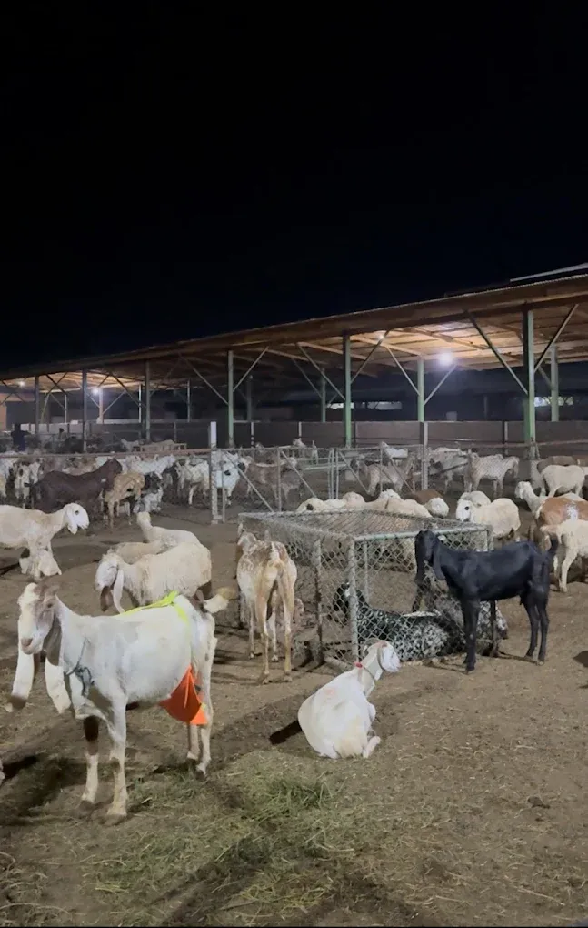 Gulf livestock Farms logo