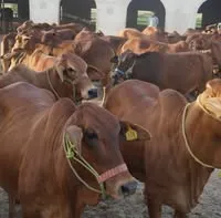 Ubaid chaudhary dairy farm logo